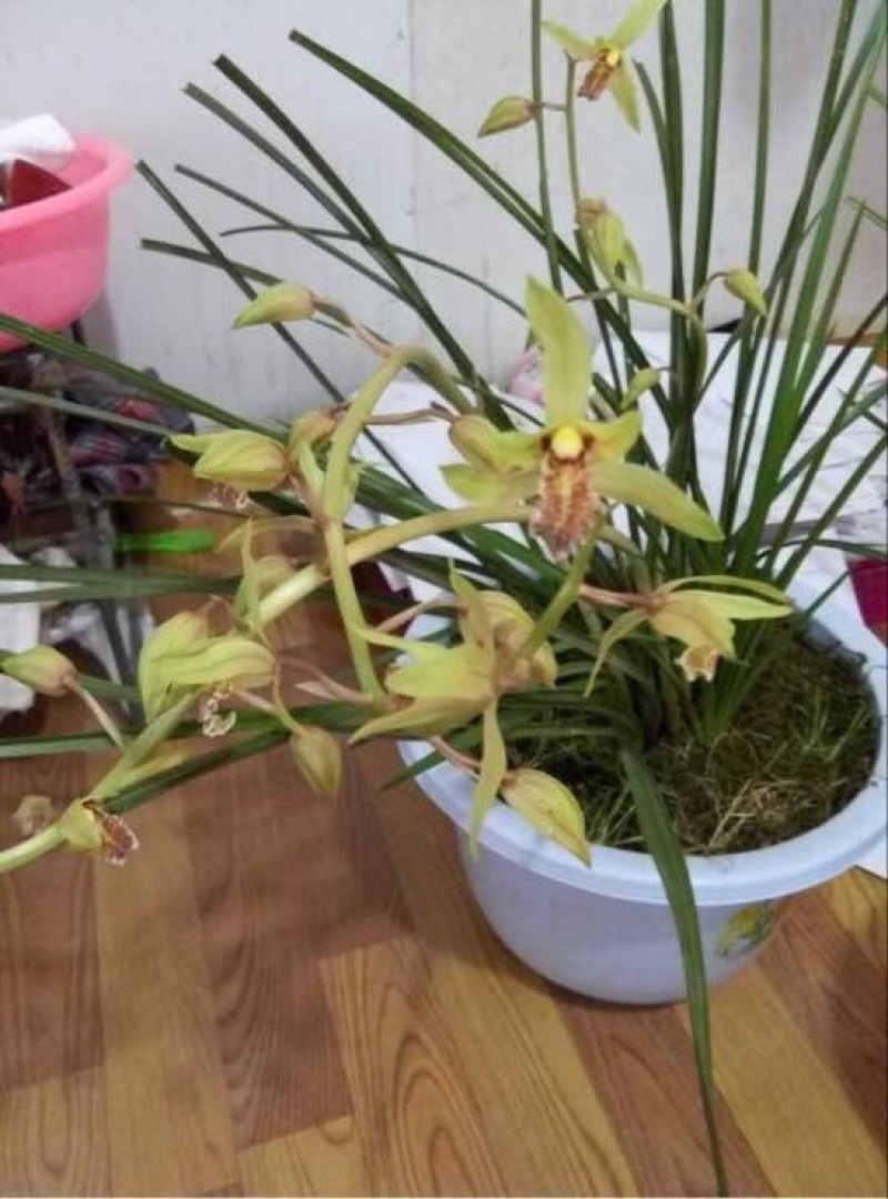 兰花裸根不带土