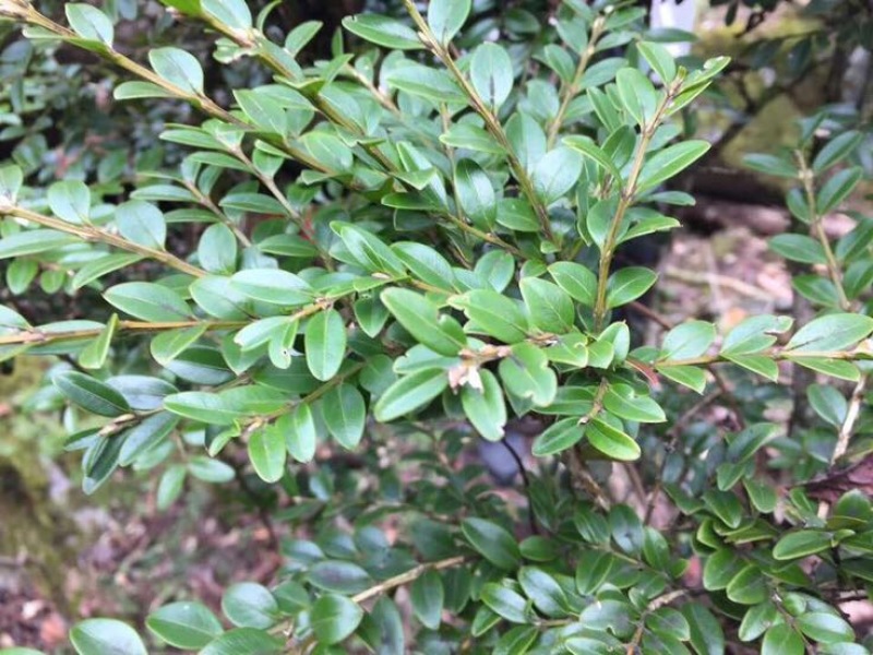 小叶黄杨10~12cm4~6cm0.5~1米