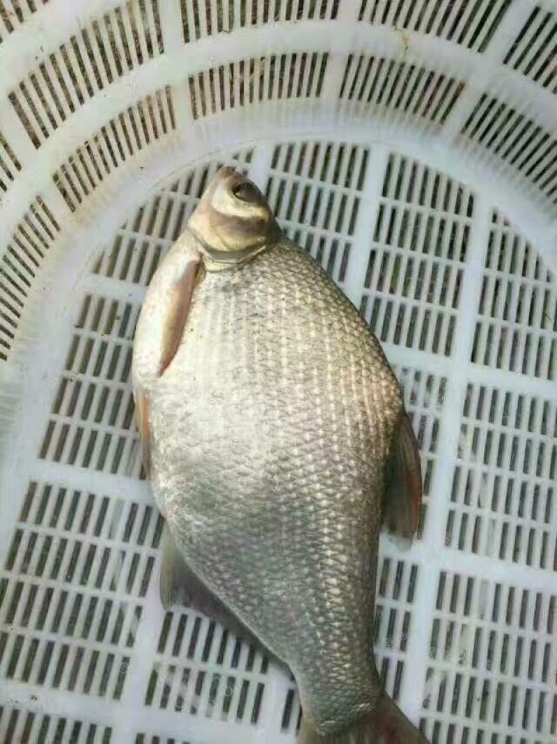 武昌鱼苗鳊鱼苗团头鲂鱼苗三角鳊鱼苗