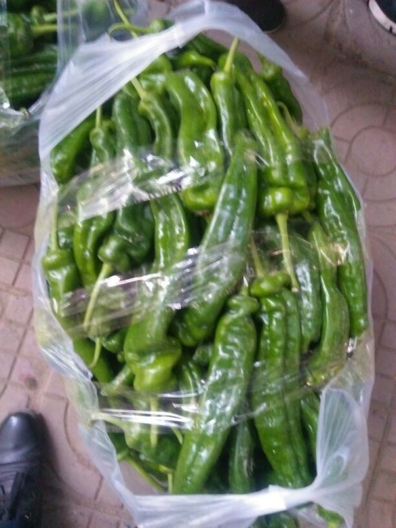 精品大青椒鲜辣椒大量上市中，电商货源充足，欢迎来电洽谈