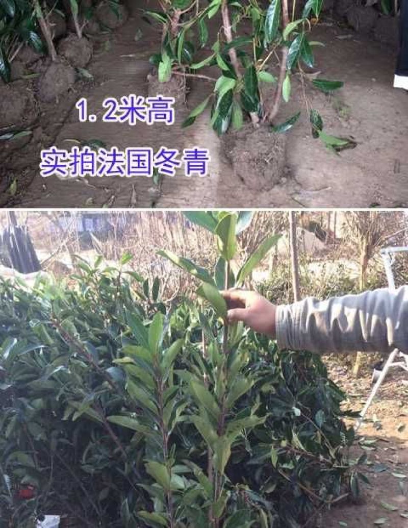 法国冬青2cm以下1.5~2米