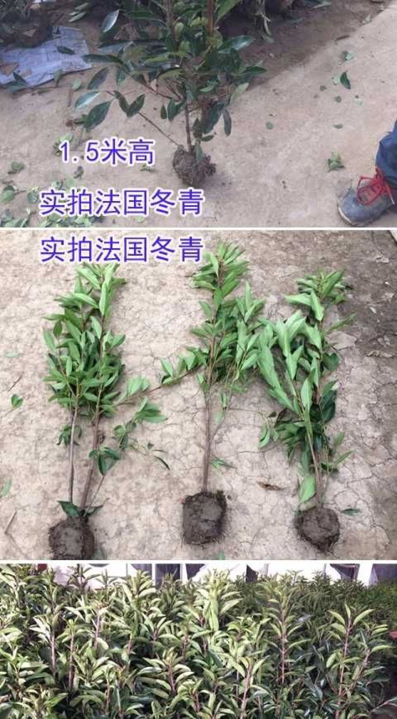 法国冬青2cm以下1.5~2米