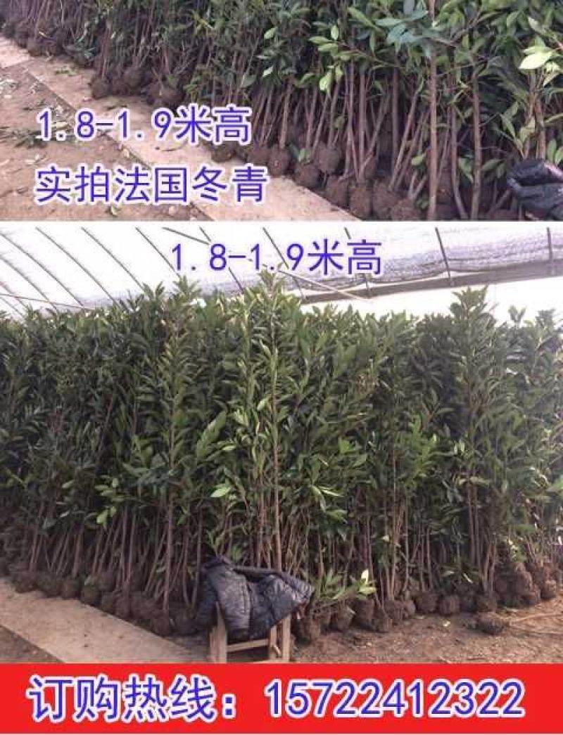 法国冬青2cm以下1.5~2米