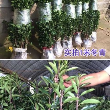 法国冬青2cm以下1.5~2米