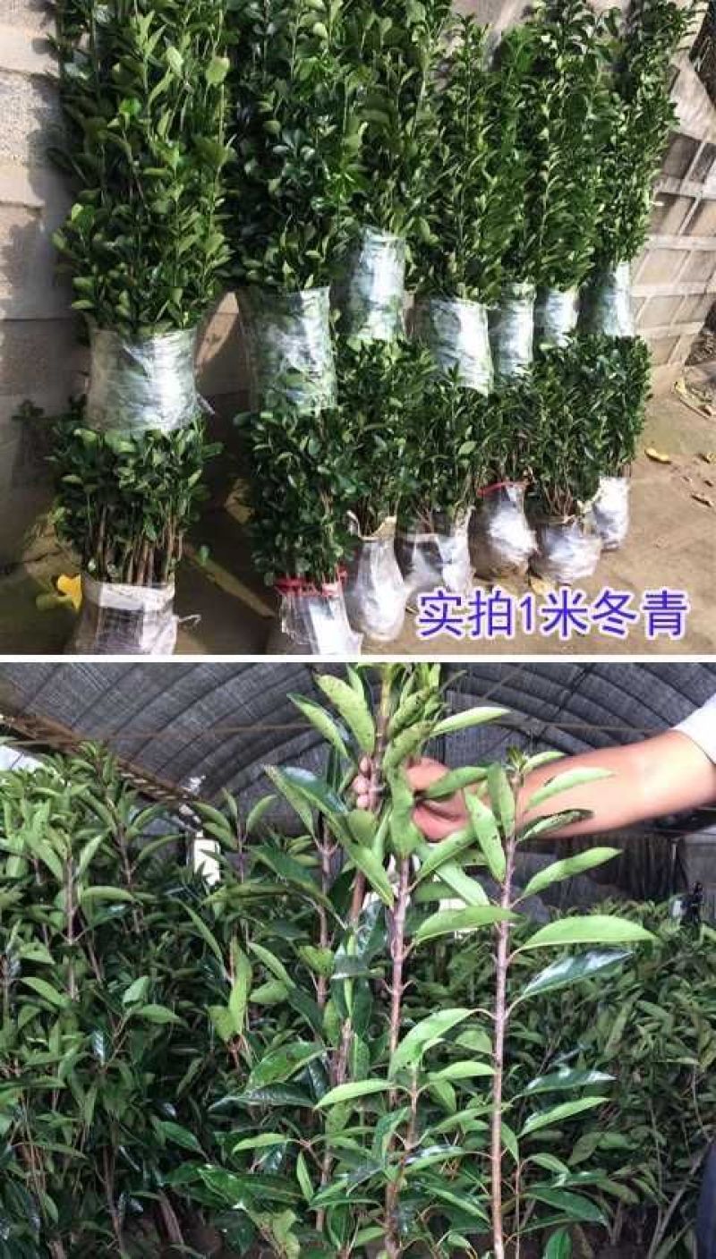 法国冬青2cm以下1.5~2米