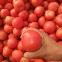 硬粉西红柿弧二以上硬粉精品