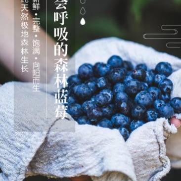 蓝莓干大兴安岭产地一件代发