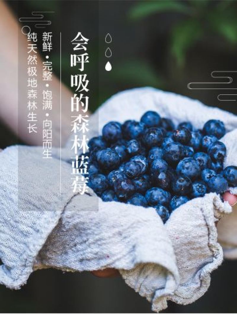蓝莓干大兴安岭产地一件代发
