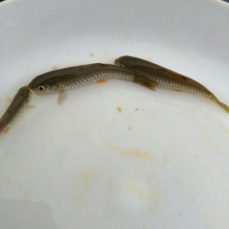 军鱼苗/光倒刺鲃鱼苗/石坚鱼苗/坑坚鱼苗/中华倒刺鲃鱼苗