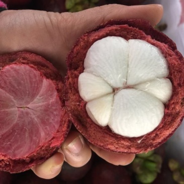沙竹山竹3~4两以上