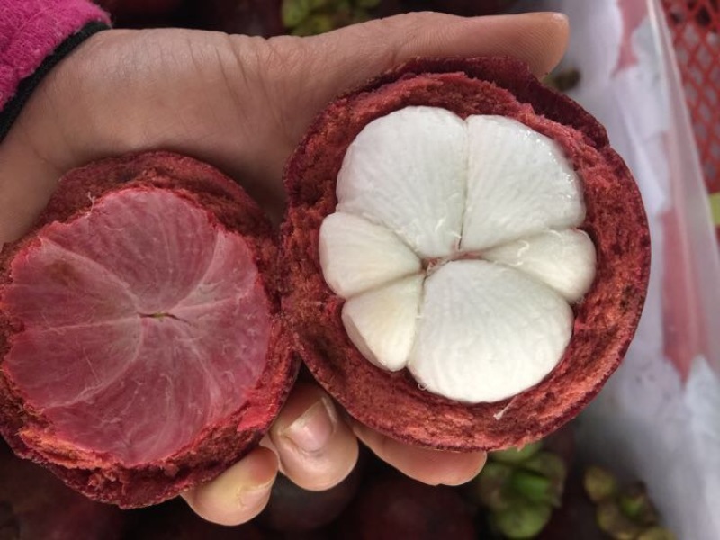 沙竹山竹3~4两以上