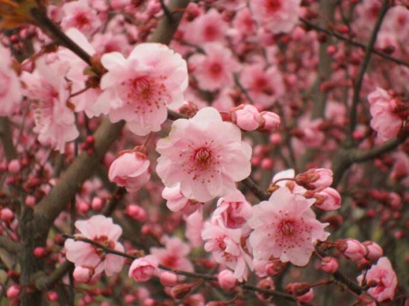 美人梅2~4cm4cm以下1.5~2米