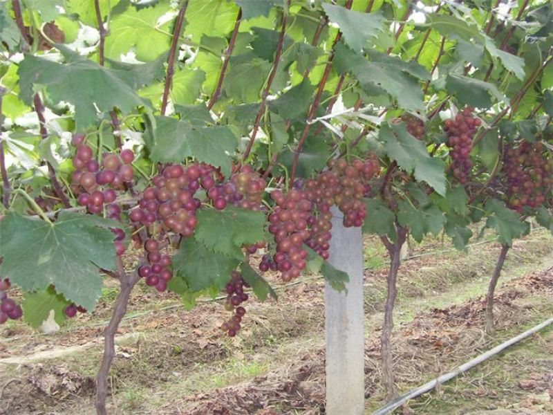 占地葡萄树50~80cm