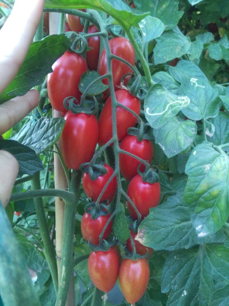 元谋圣女果大量上市产地直供一手货源代发全国欢迎联系