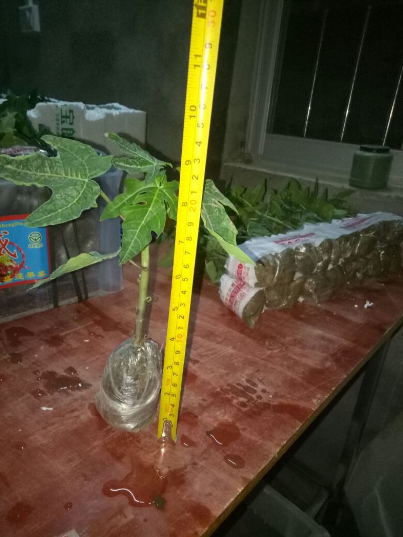 红肉木瓜苗大青木瓜苗奶木瓜苗水果番木瓜苗可当结果