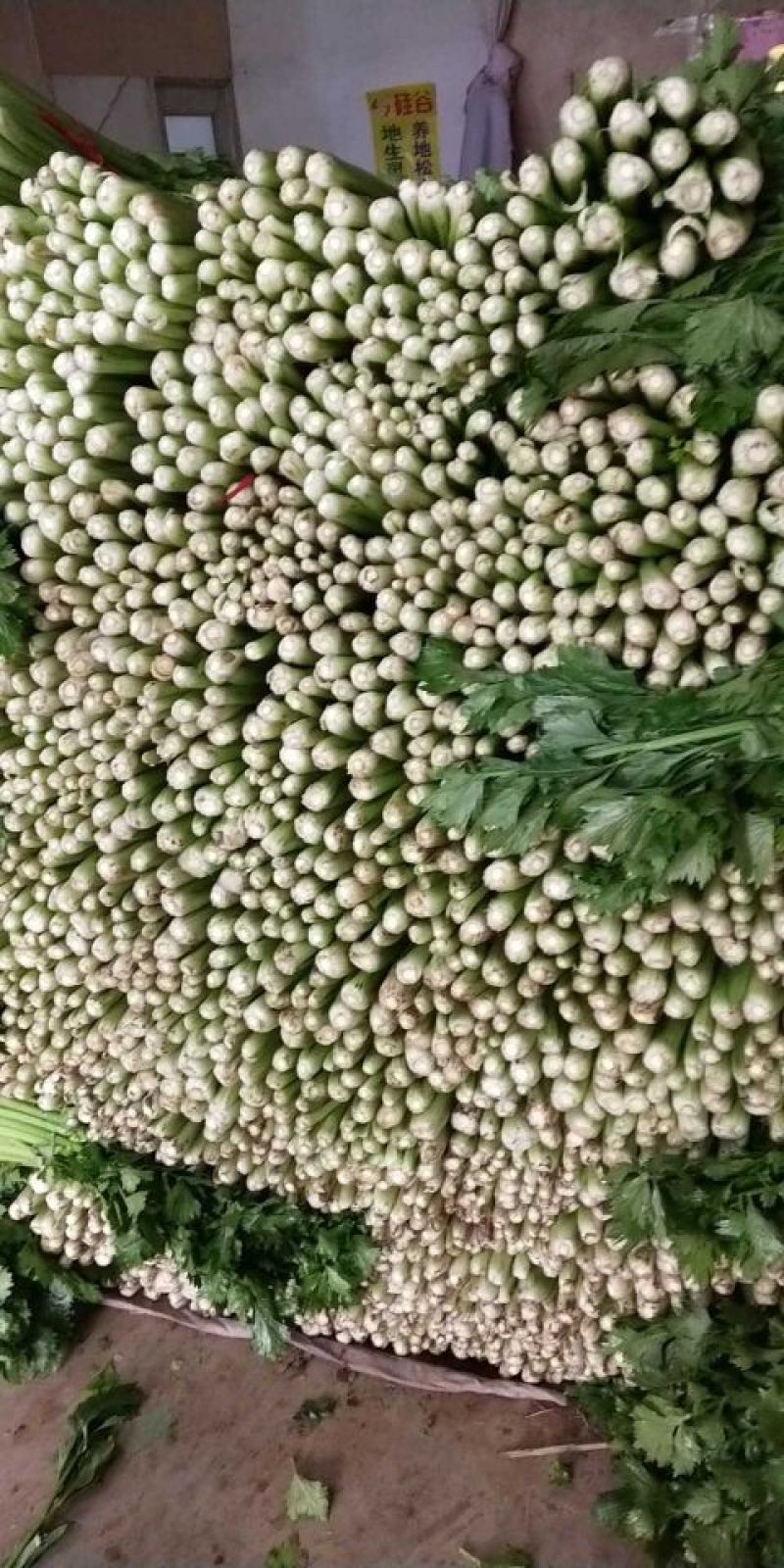 西芹50cm以上