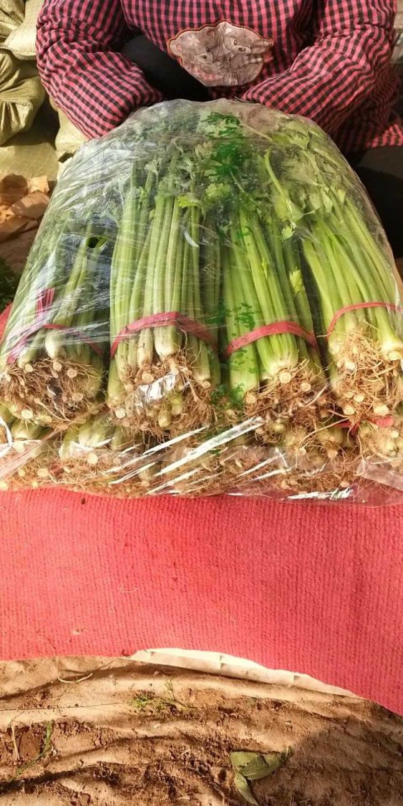 西芹50cm以上