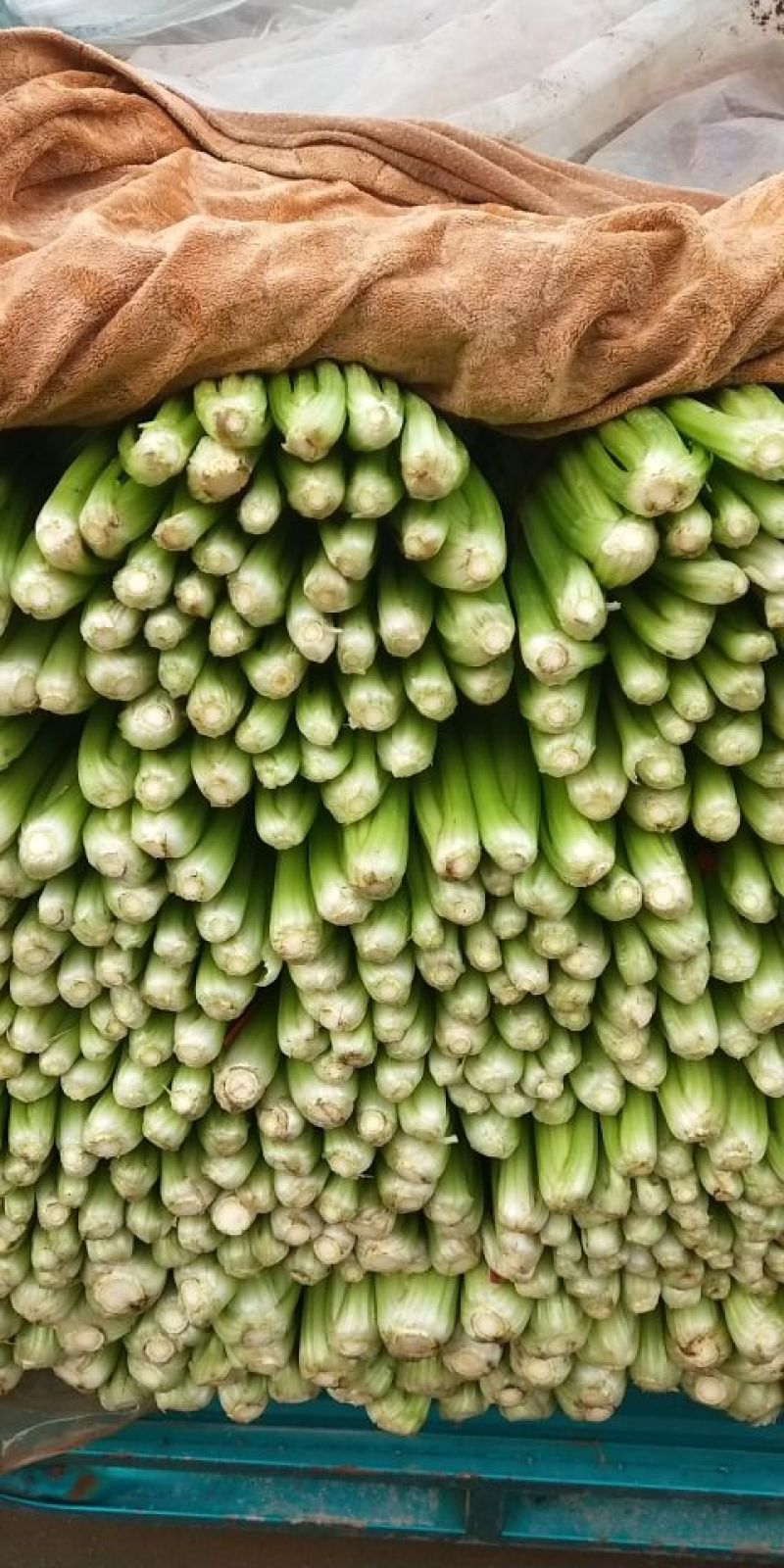 西芹50cm以上