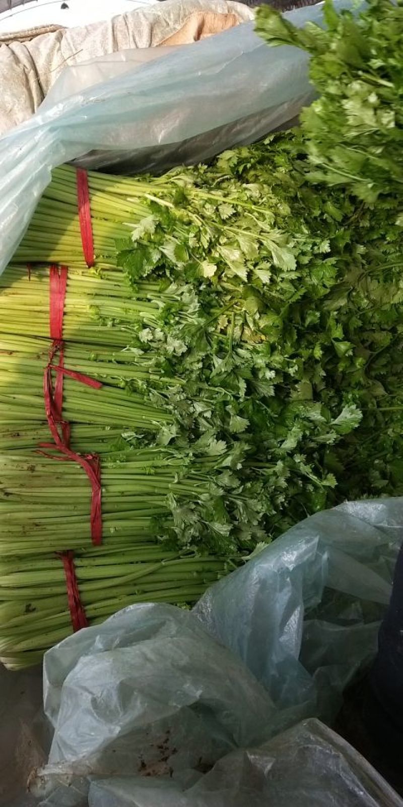 西芹50cm以上