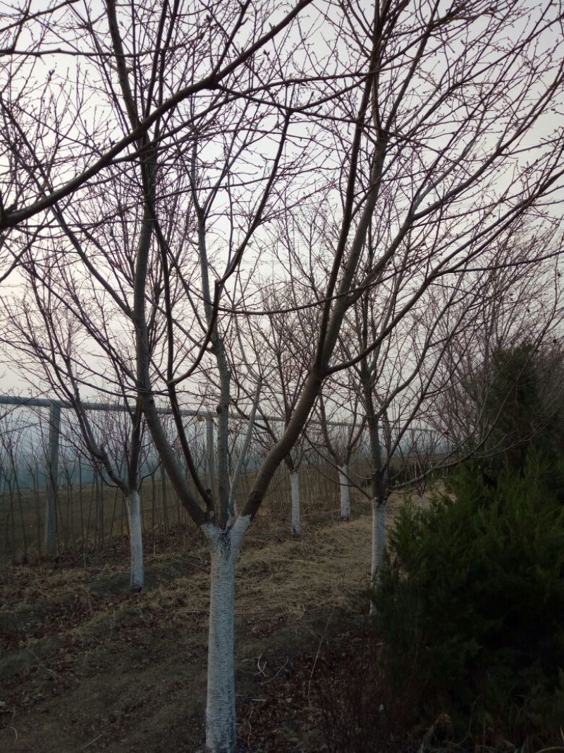 早樱樱花11-17cm