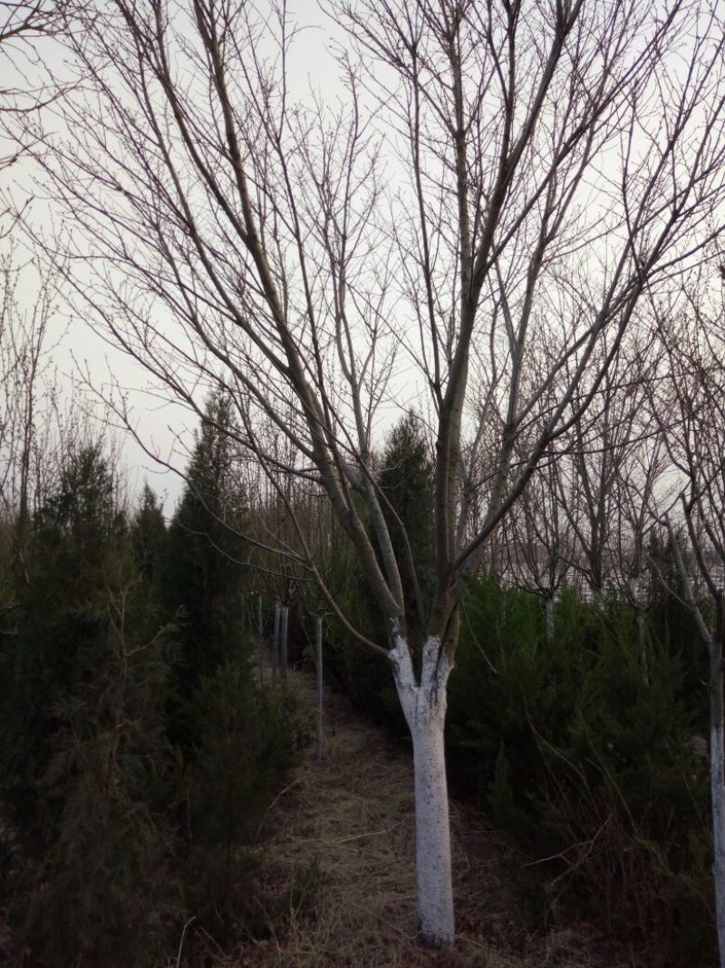 早樱樱花11-17cm