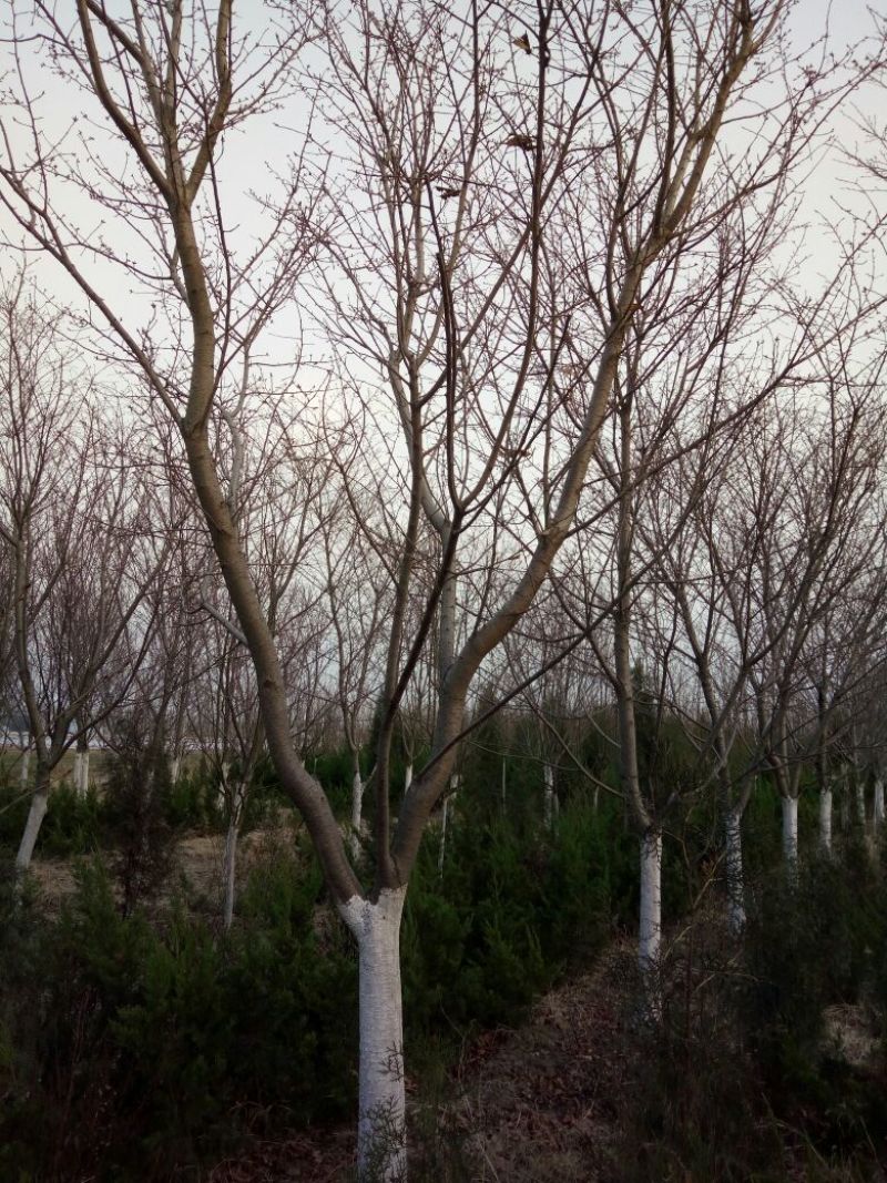 早樱樱花11-17cm