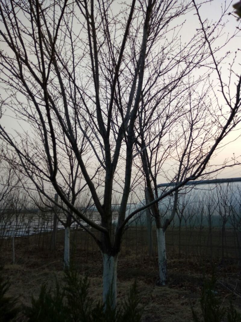 早樱樱花11-17cm