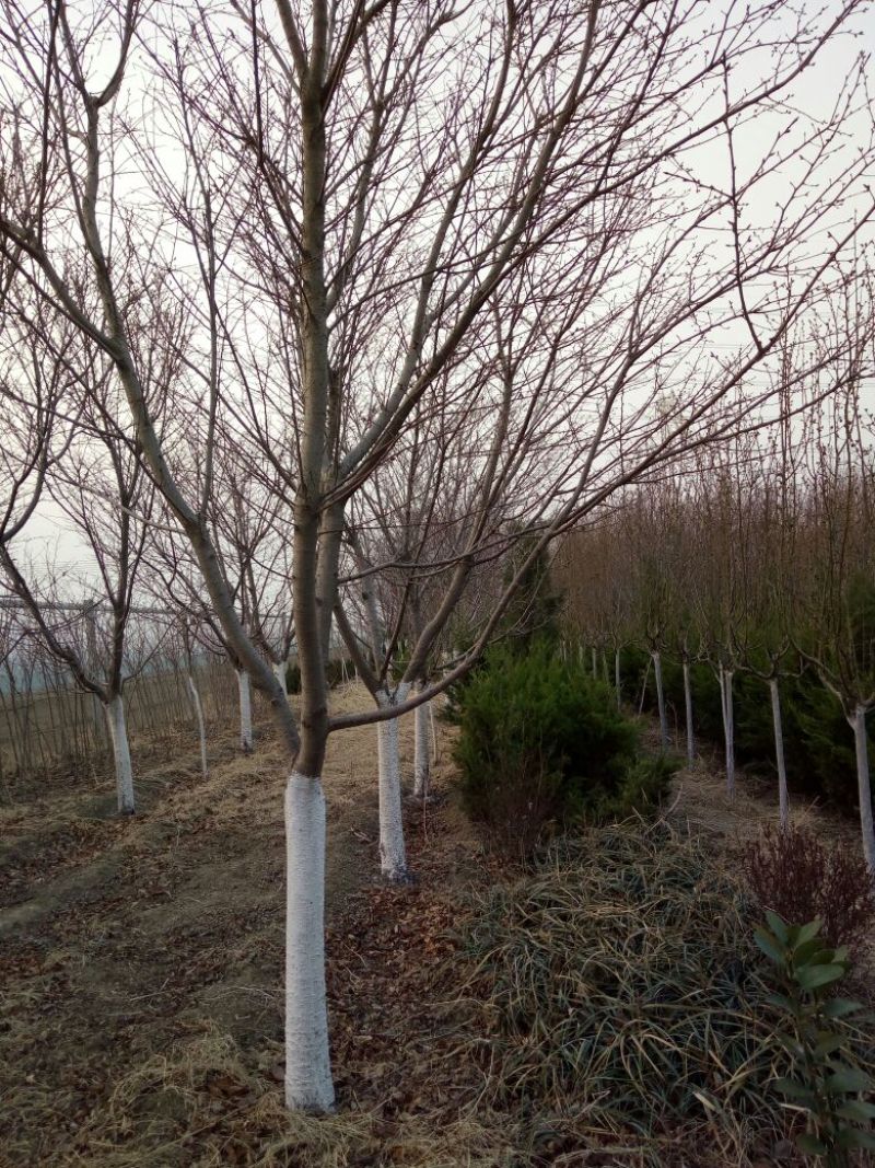 早樱樱花11-17cm