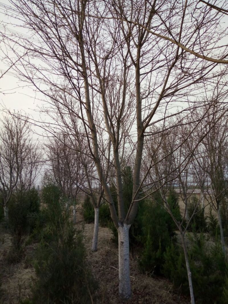 早樱樱花11-17cm