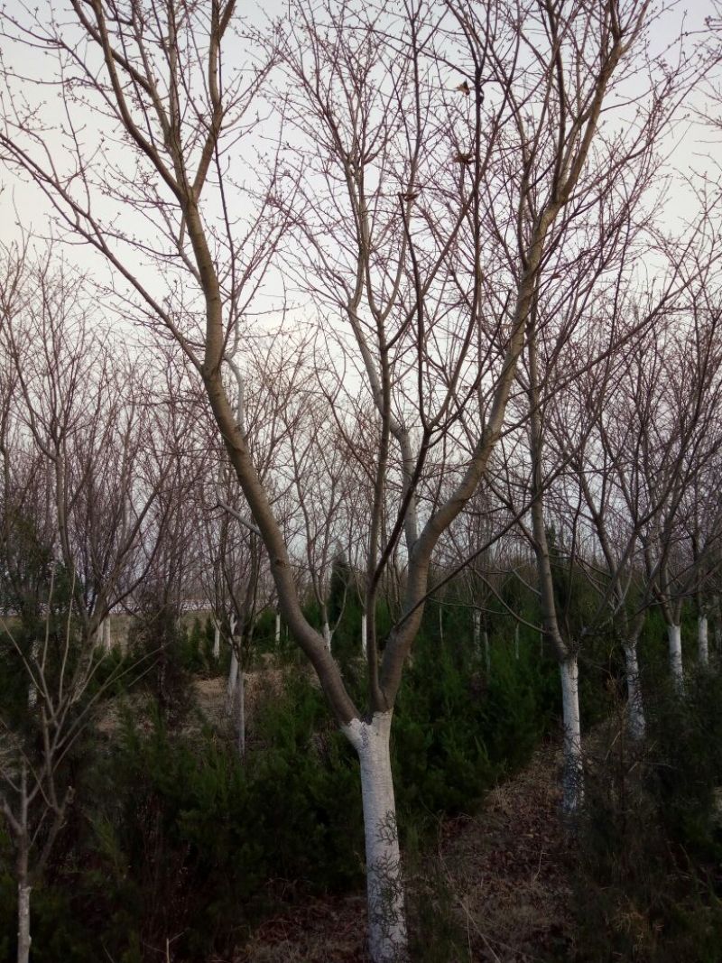 早樱樱花11-17cm