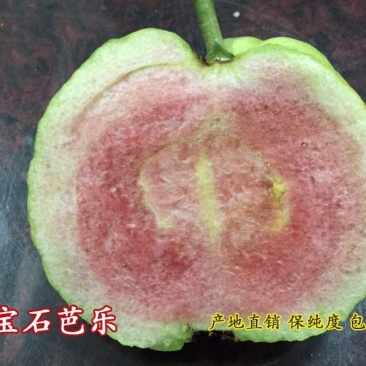 红宝石芭乐苗指导种植