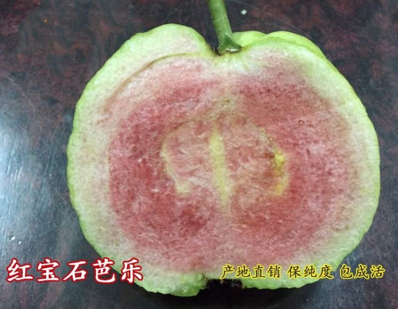 红宝石芭乐苗指导种植