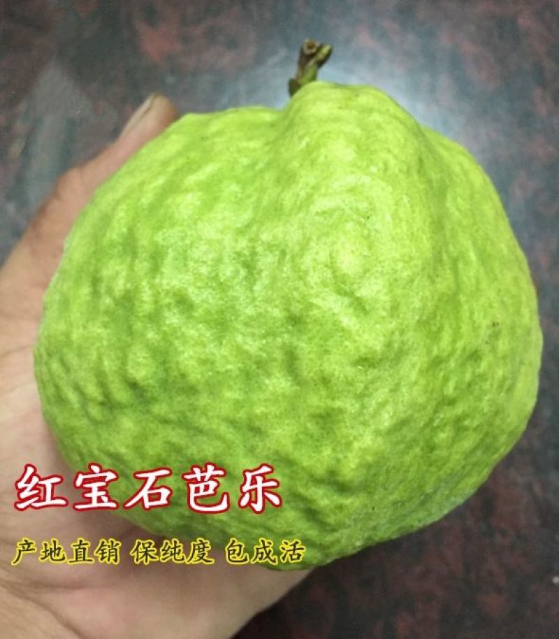 红宝石芭乐苗指导种植