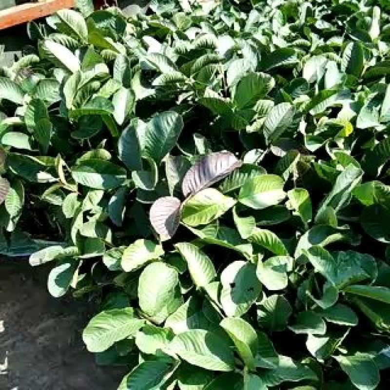 红宝石芭乐苗指导种植