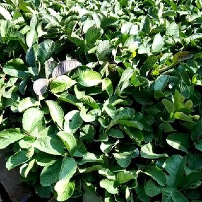 红宝石芭乐苗指导种植