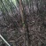 水煮笋干淡笋干，保鲜笋