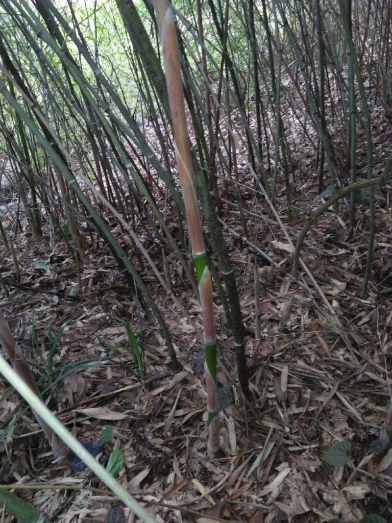 水煮笋干淡笋干，保鲜笋