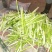 水煮笋干淡笋干，保鲜笋