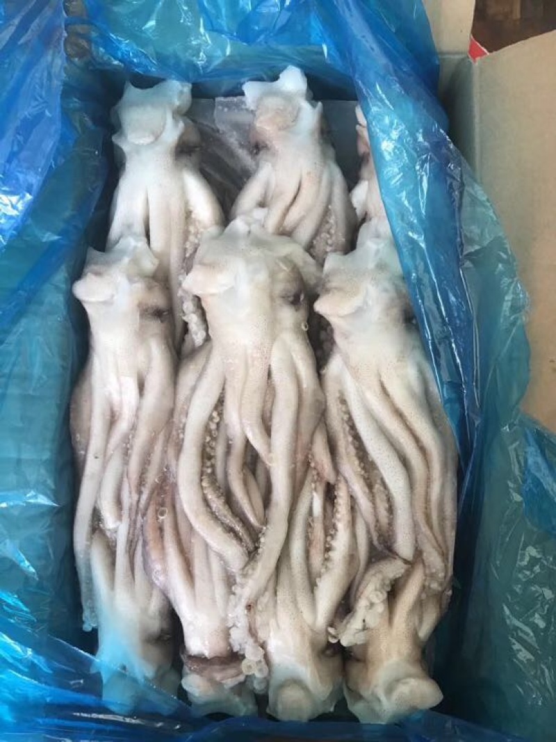 鱿鱼食用冰冻