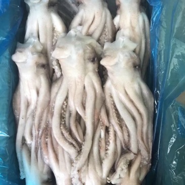 鱿鱼食用冰冻