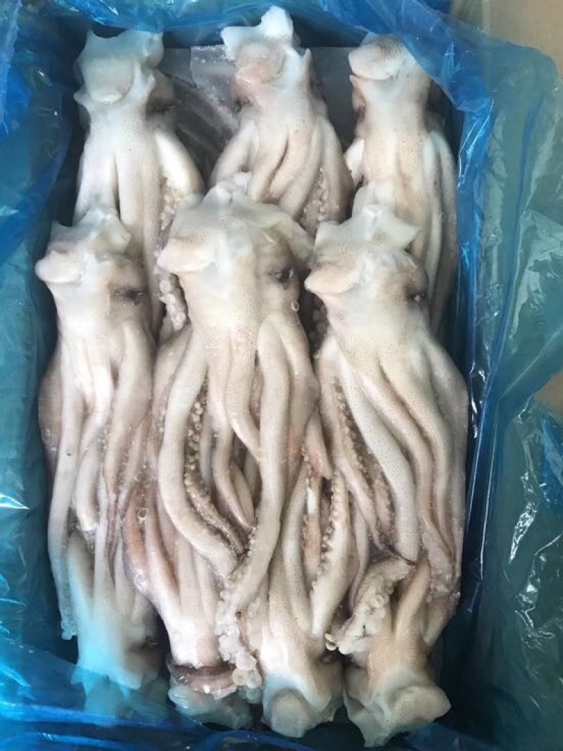 鱿鱼食用冰冻