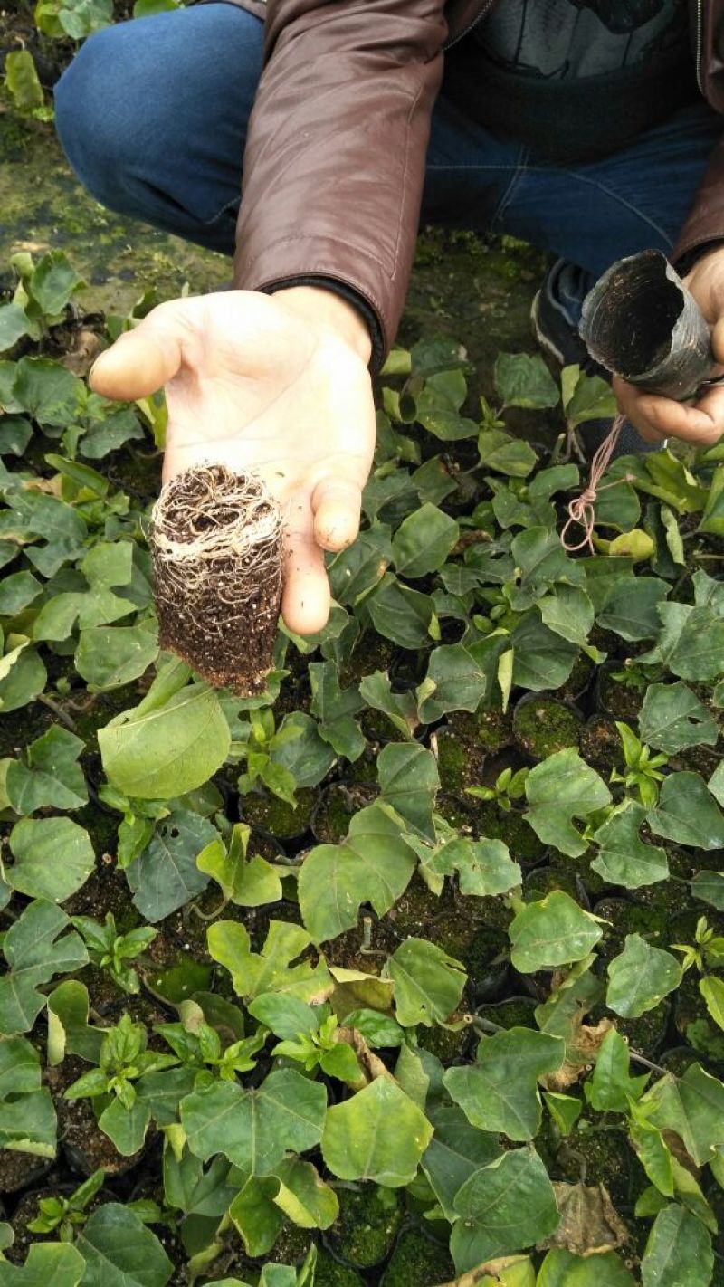 哥伦比亚黄金百香果种苗10~20cm