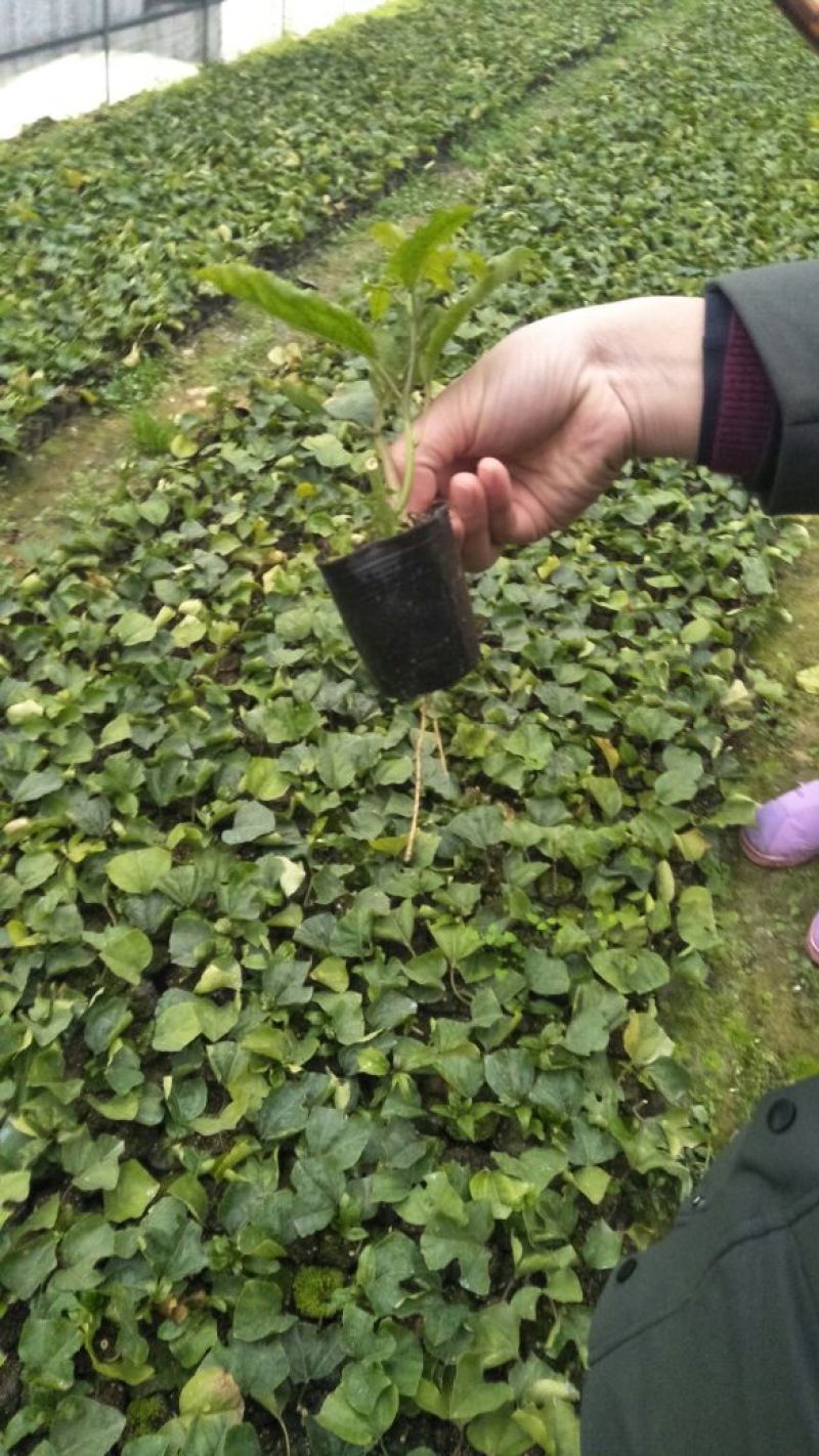 黄金百香果苗10~20cm
