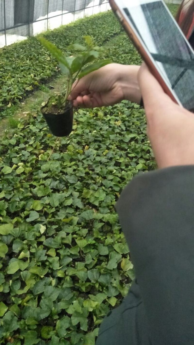 黄金百香果苗10~20cm