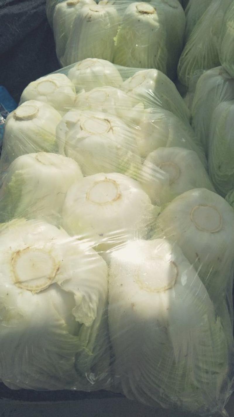 青杂三号白菜大白菜4~6斤净菜产地直销