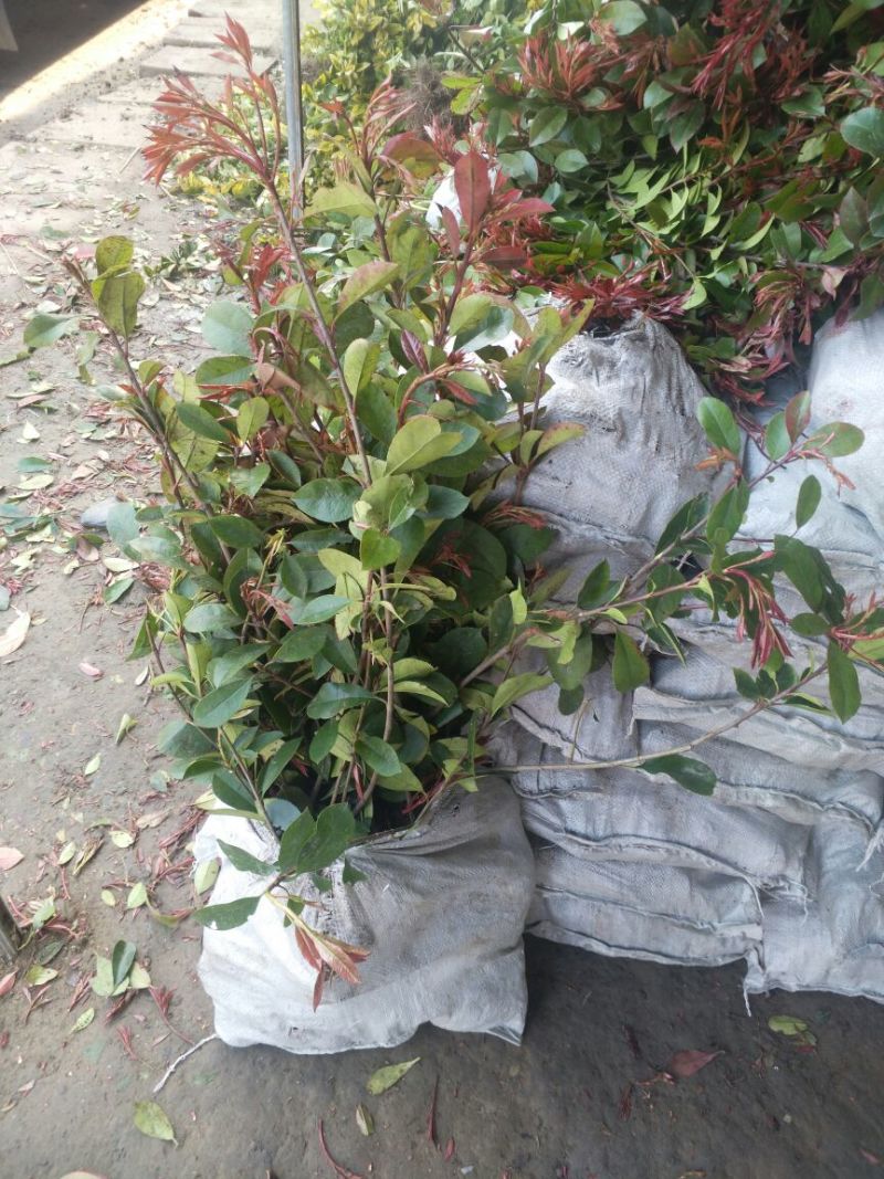 红罗宾苗10~20cm