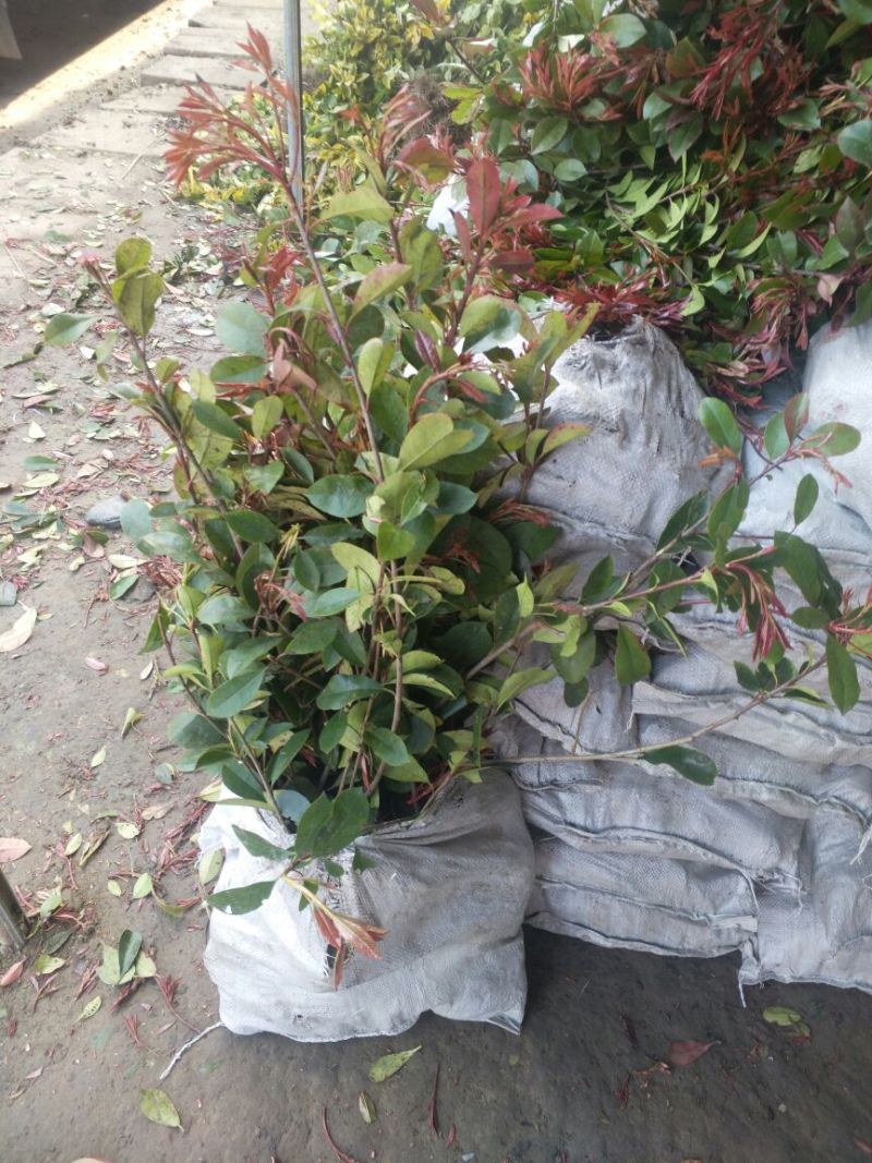 红罗宾苗10~20cm