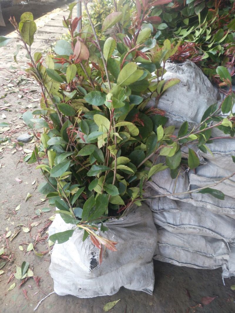 红罗宾苗10~20cm