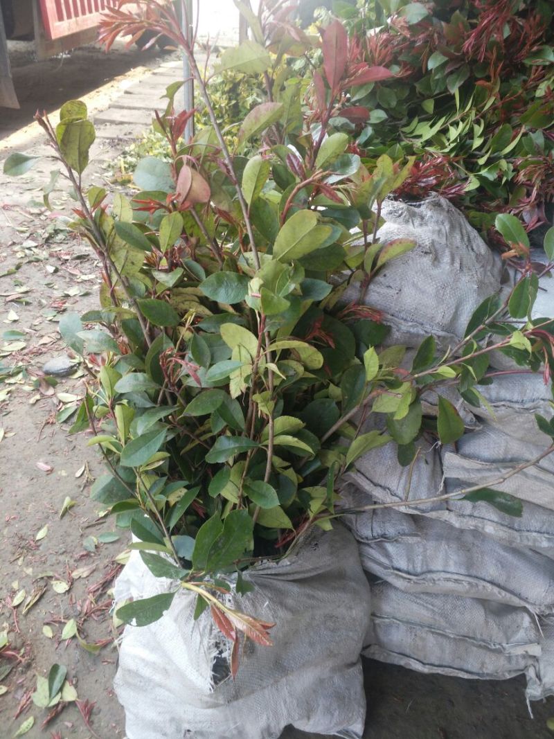 红罗宾苗10~20cm