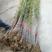 竹子紫竹，金刚竹，罗汉竹